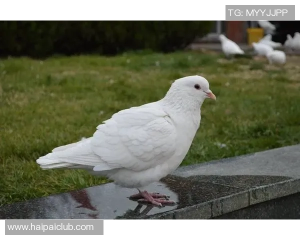 足球明星鸽子究竟是谁他的故事和成就让人惊叹不已